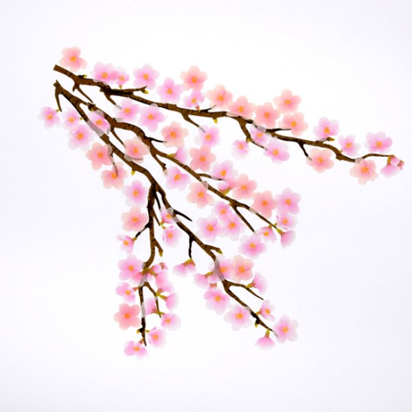 画像7: bande／マステアートキット　ソメイヨシノ (7)