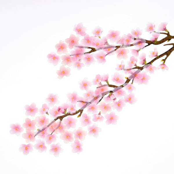 画像9: bande／マステアートキット　ソメイヨシノ (9)